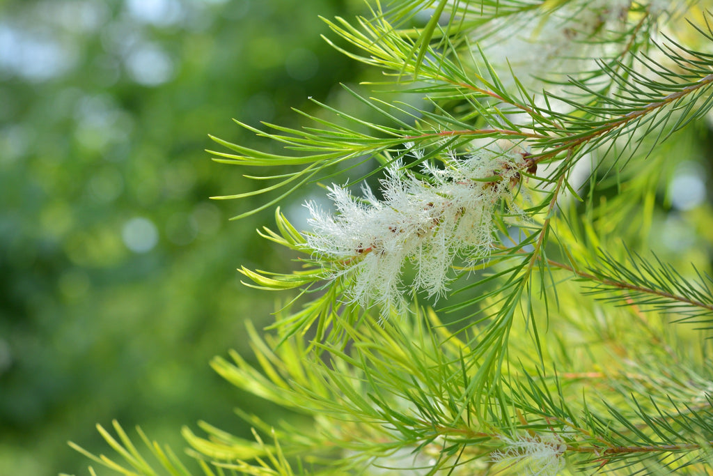 Tea tree oil plant