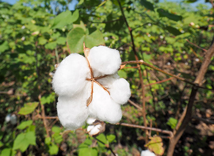 Cotton Fruiting