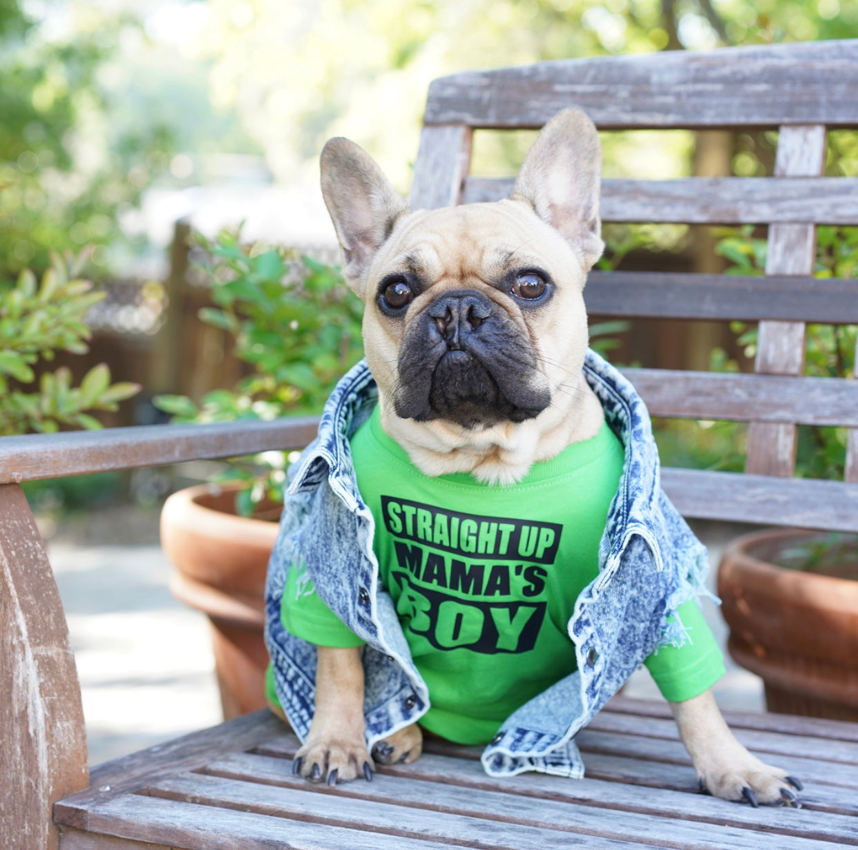 straight up mama's boy dog shirt