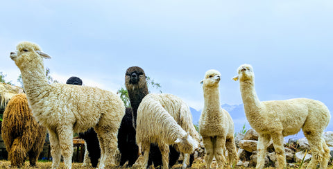 alpaca wool from peru