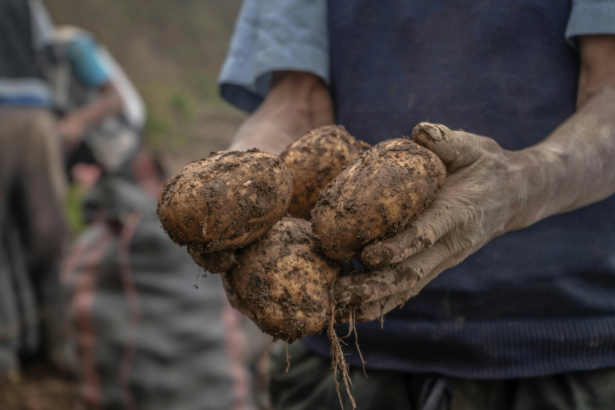 andean-potato-agrobiodiversity-cusco-peru.webp__PID:ac589381-ebbd-4d87-bae1-7979d18f35d0