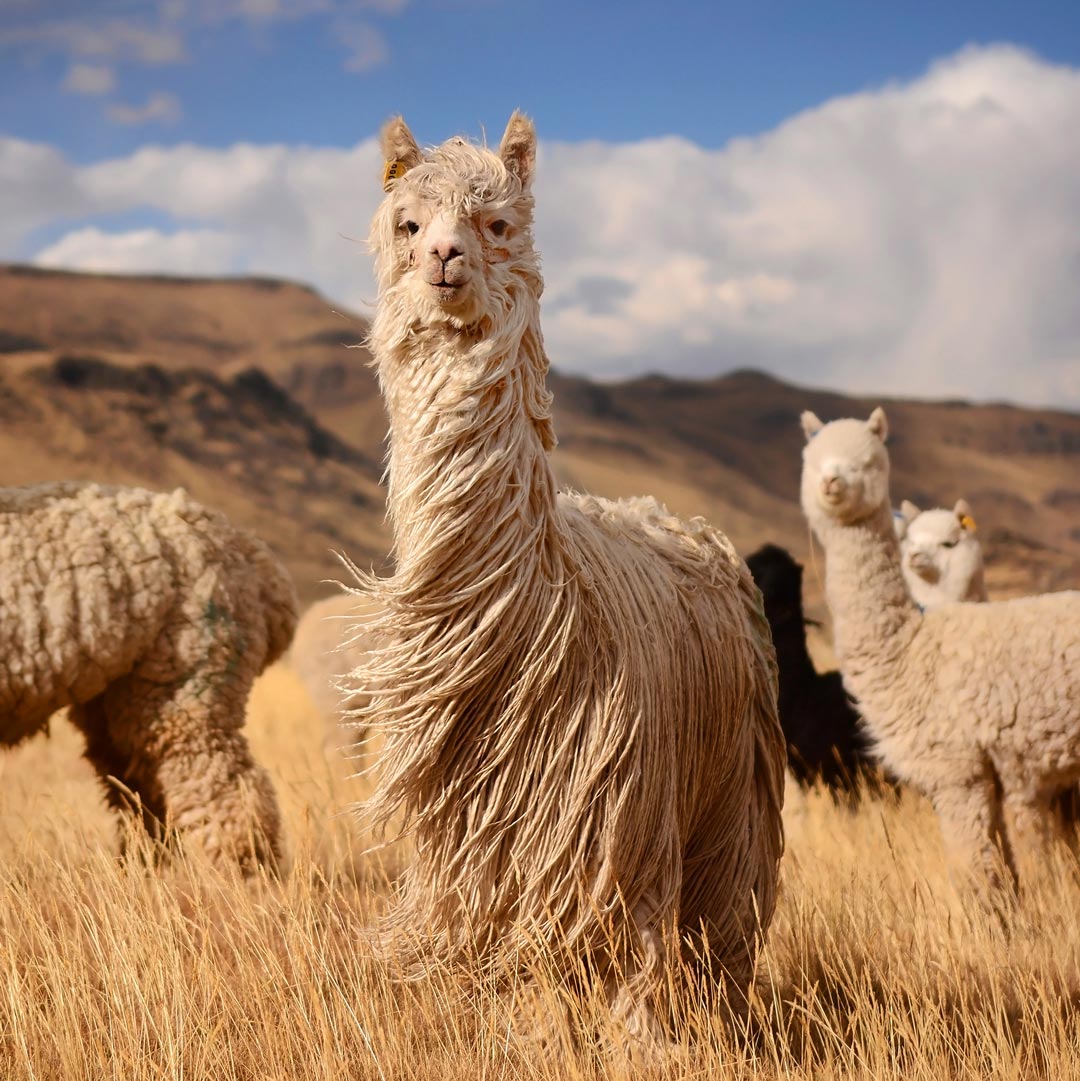 Overweldigen venijn inrichting Sustainable Alpaca Wool Outdoor Apparel. Embrace Life. – Arms of Andes
