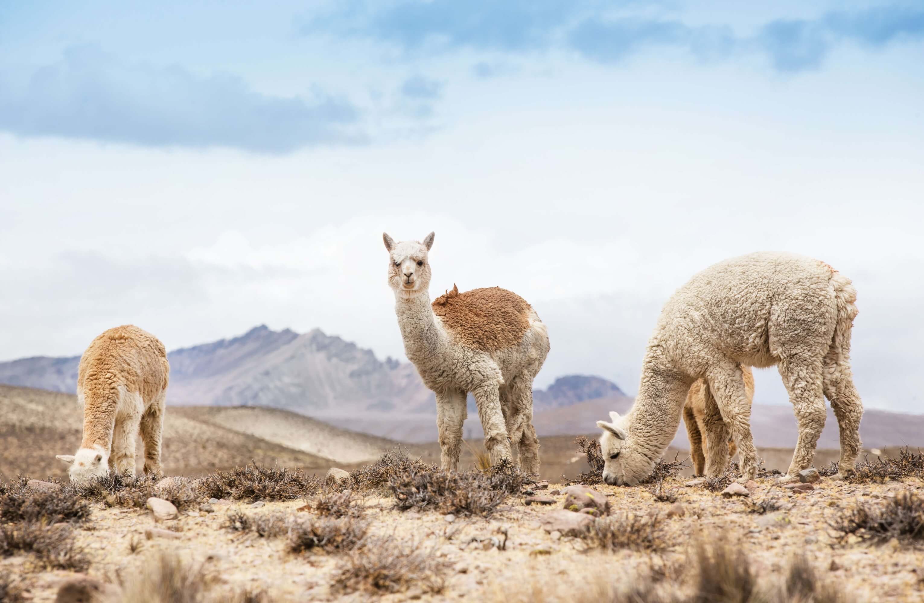 Alpaca Wool vs Merino vs Cashmere Arms of Andes Blog