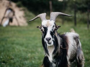 Cashmere goat raised for cashmere wool