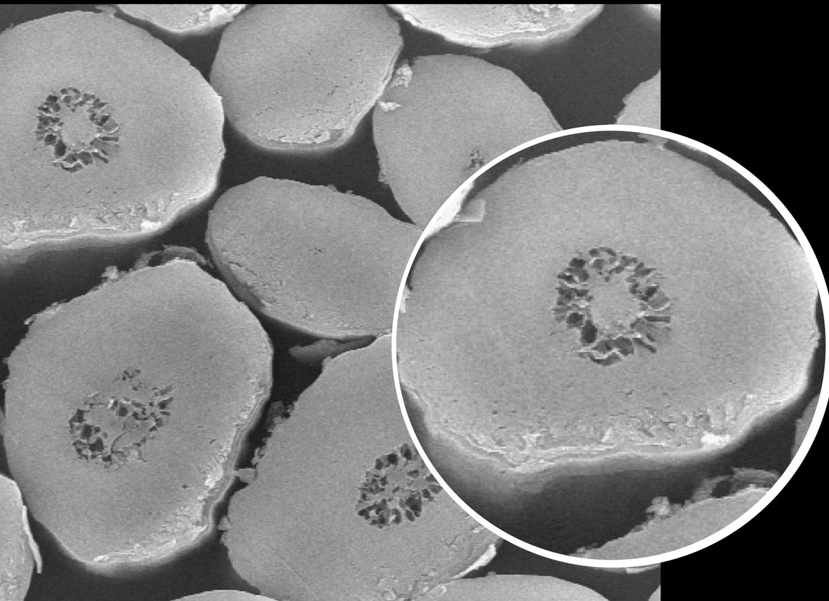 microscopic cross-section image of alpaca fibers showing partial medullation