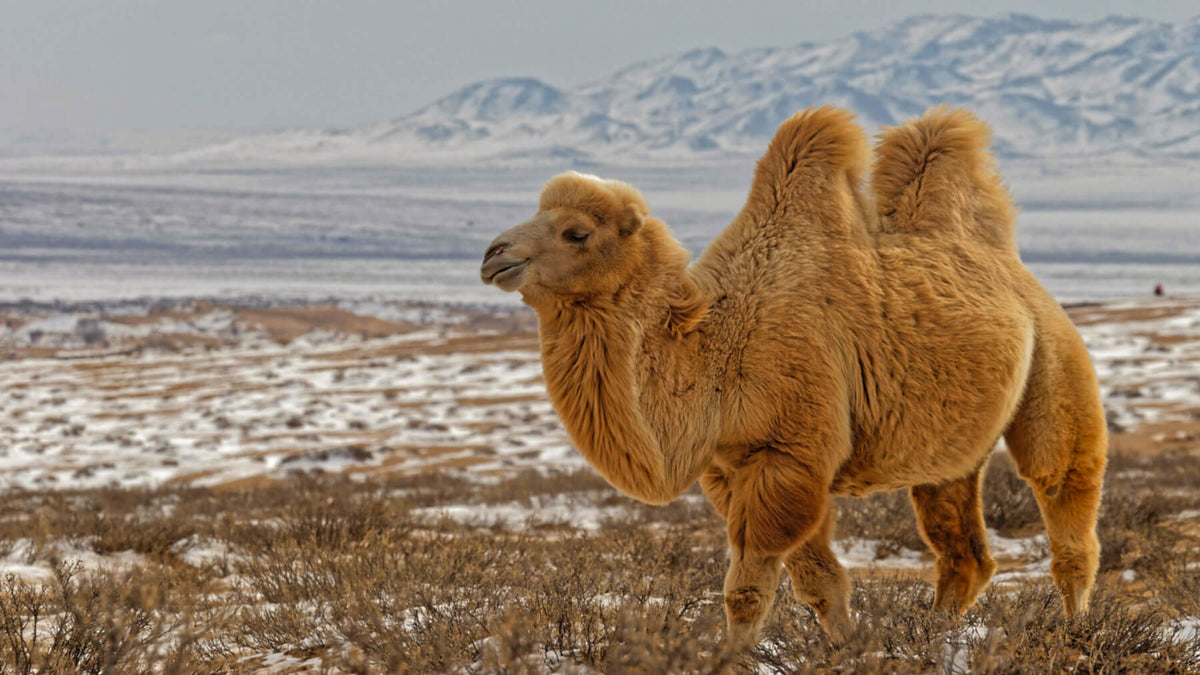 Bactrian camel in the snowy desert