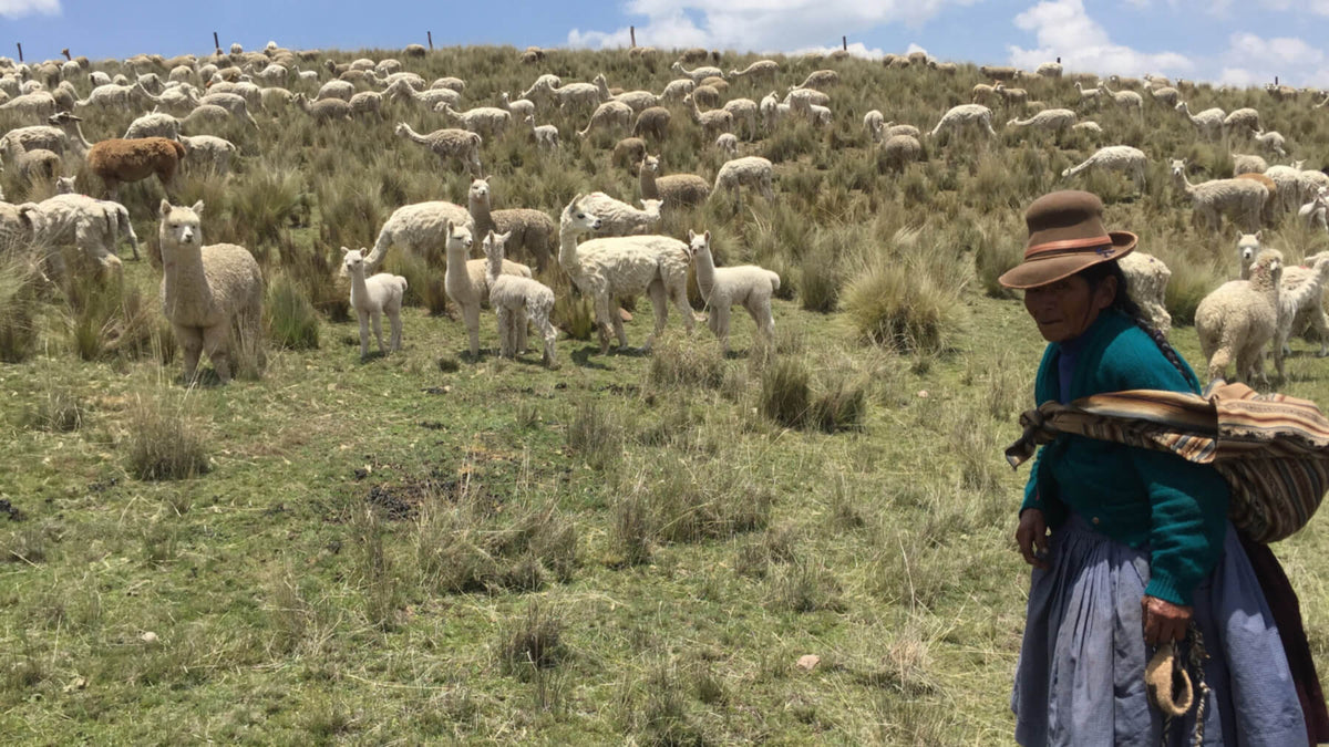 woman in traditional dress herding her alpaca