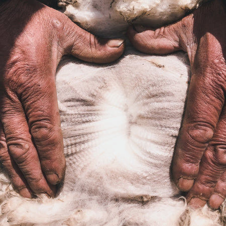 White Alpaca fiber being shown by hands