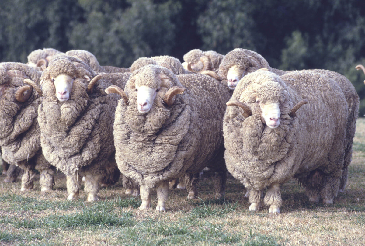 Group of merino sheep looking at the camera
