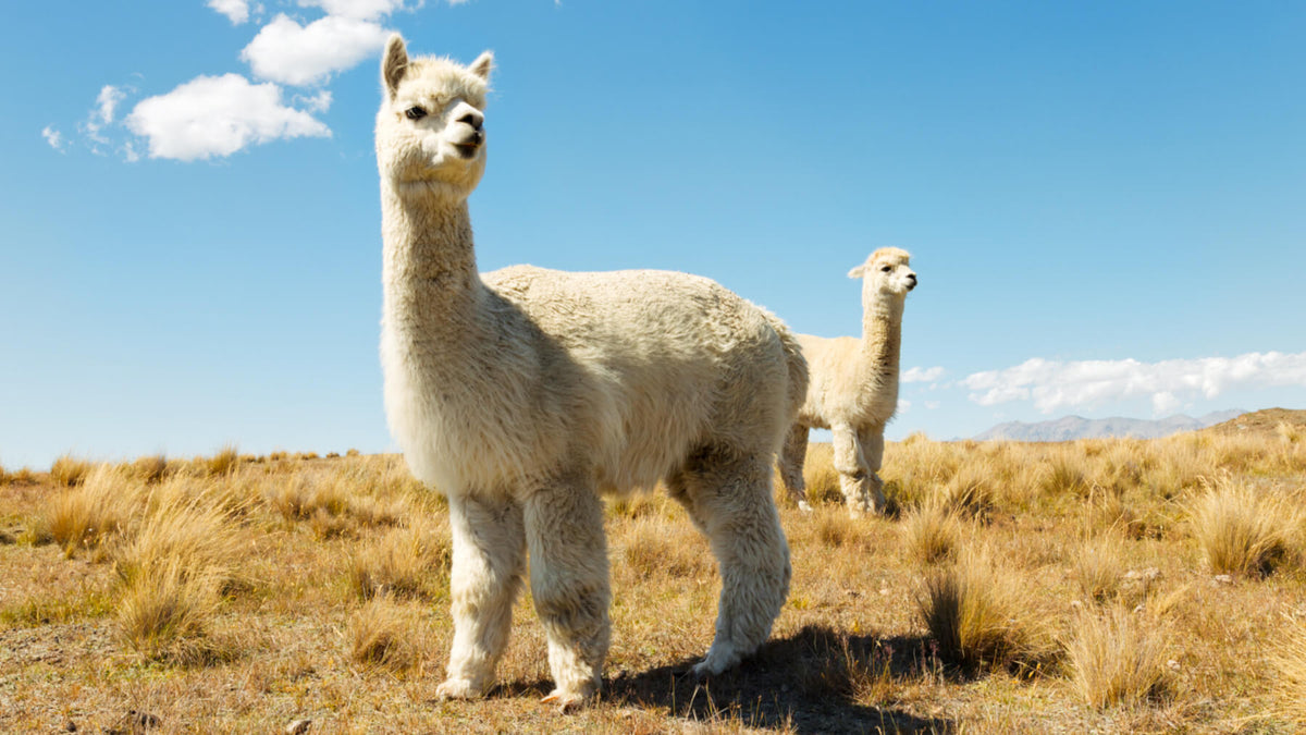 Two white alpacas in a highland field of ichu grass