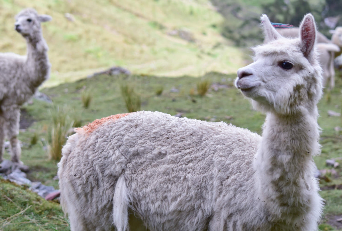 Young alpaca looking at the camera with another in the background