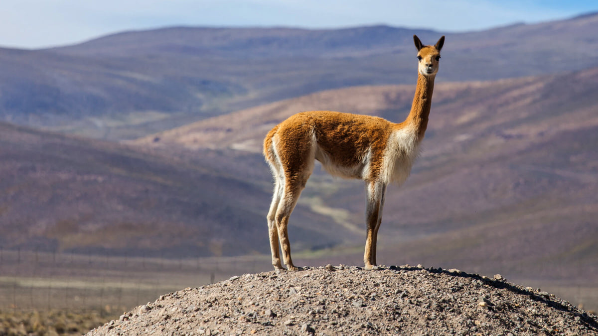 a lone vicuña standing in the high altitude desert