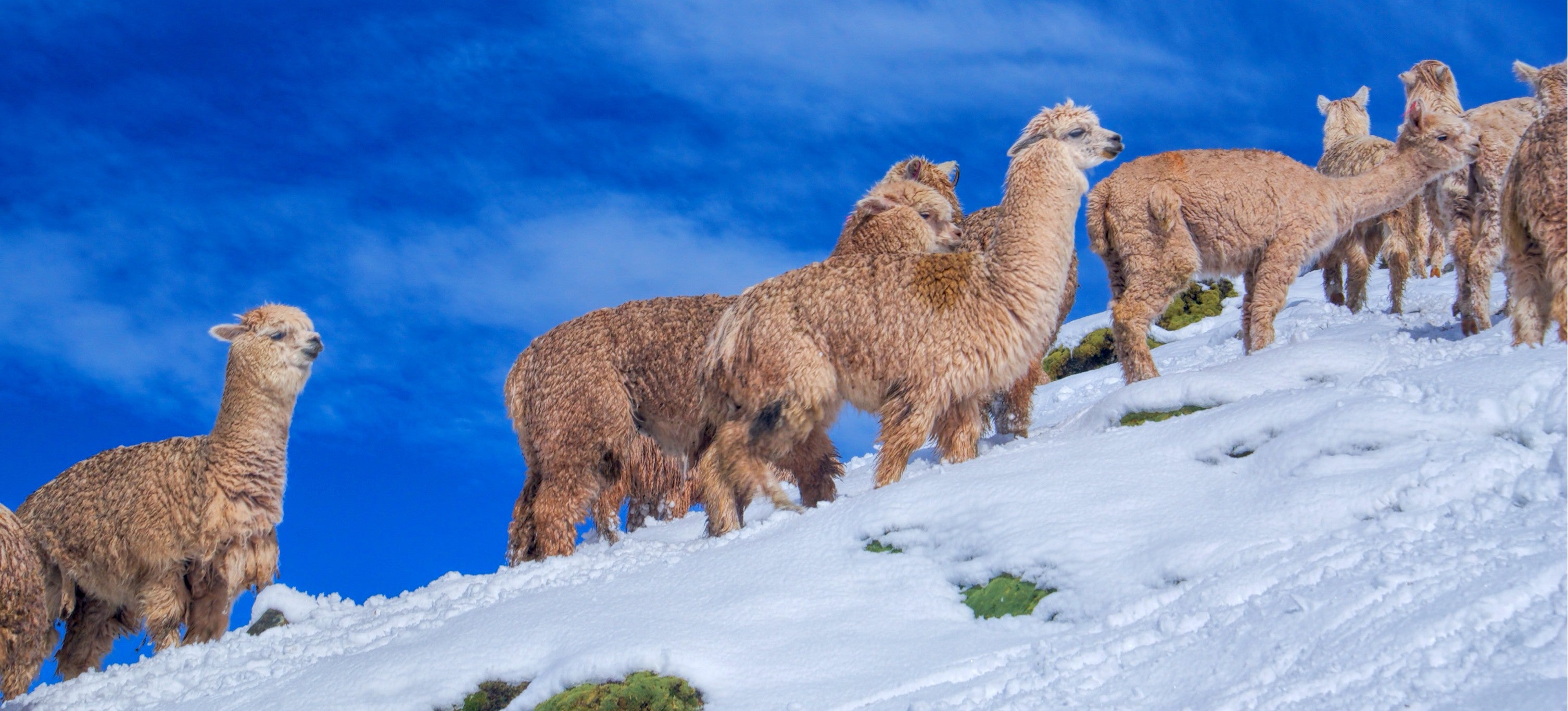 alpacas hiking the snow under a blue sky