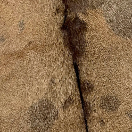 Authentic Axis Deer Hide - 3'1 x 2'1 (AXIS034)