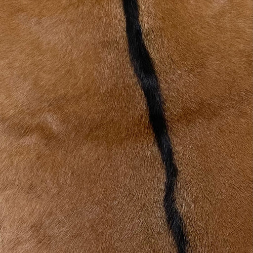 Authentic Axis Deer Hide - 3'3 x 2'5 (AXIS036) — Superior Hides