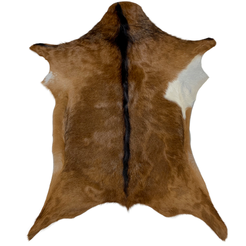 Large Authentic Axis Deer Hide - 3'6 x 2'3 (AXIS040) — Superior