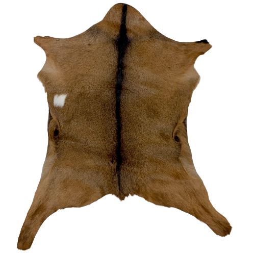Authentic Axis Deer Hide - 3'1 x 2'1 (AXIS034)