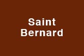 Saint Bernard