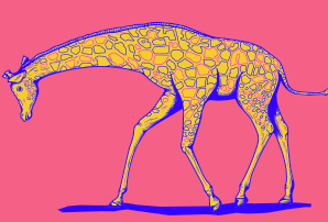 Masai Giraffe