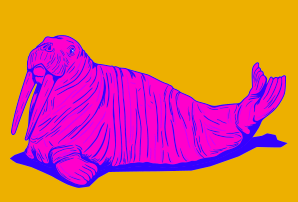 Walrus