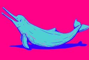 Pink Dolphin