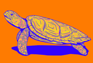 Hawksbill Turtle