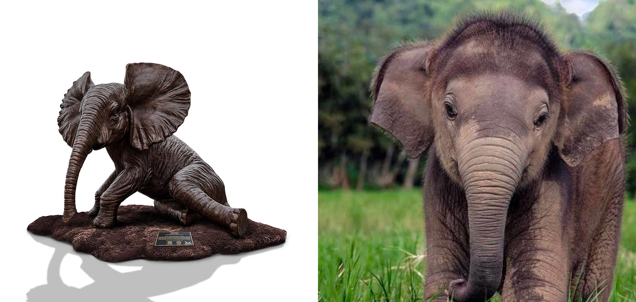 Tiny Baby Wonder African Forest Elephant – Love the Last