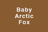 Baby Arctic Fox