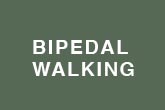 bipedal walking