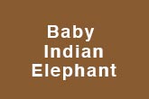 Baby Indian Elephant