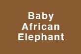 Baby African Elelphant