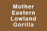 Mother Eastern Lowland Gorilla