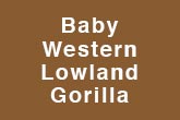 Baby Western Lowland Gorilla