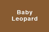 Baby Leopard