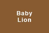 Baby Lion