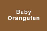 Baby Orangutan