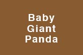 Baby Giant Panda