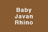 Baby Javan Rhino