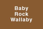 Baby Rock Wallaby