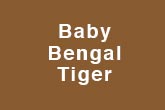 Baby Bengal Tiger