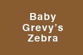 Baby Grevy's Zebra