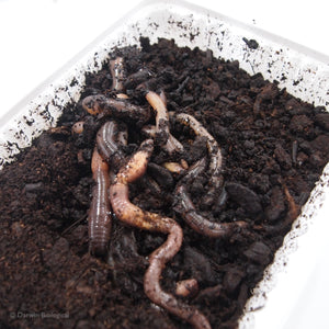 Worms Direct - Live Dendrobaena Worms In tub, for Composting