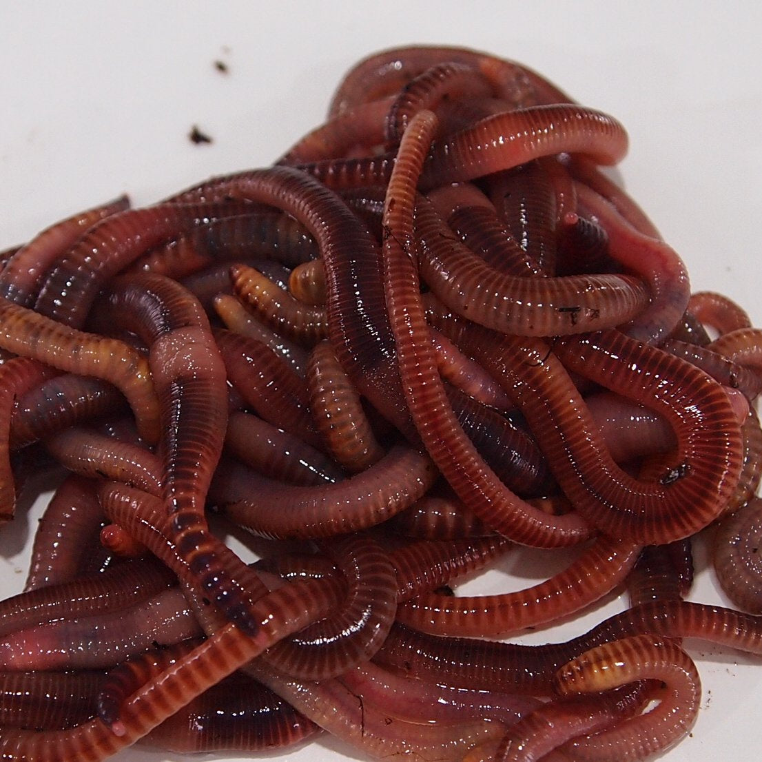 Dendrobena Worms  Biology Supplies - Darwin Biological