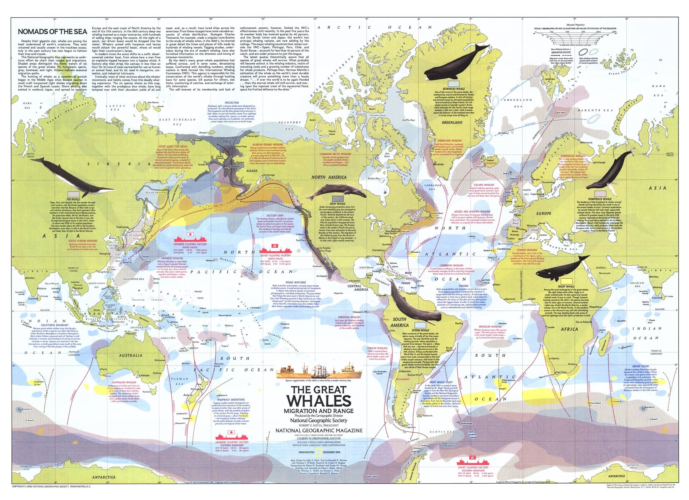Whale Migration Map Atlantic Ocean 