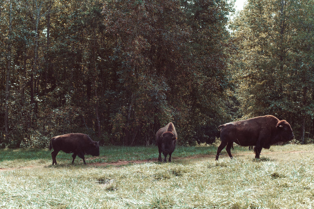 Mountain Khakis Bison