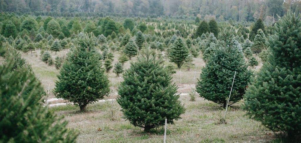 xmas tree farm