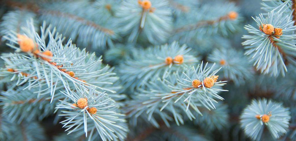Blue Spruce Potted