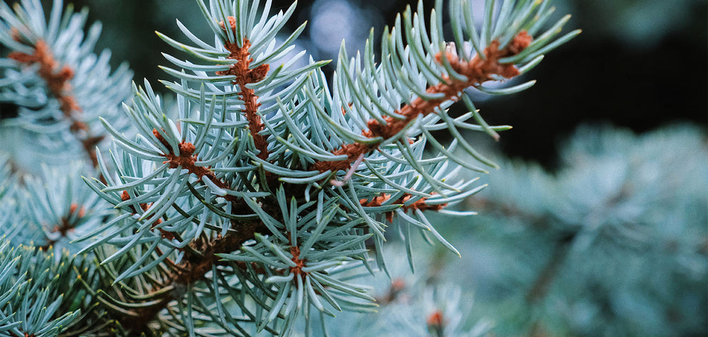 Blue Spruce Close Up