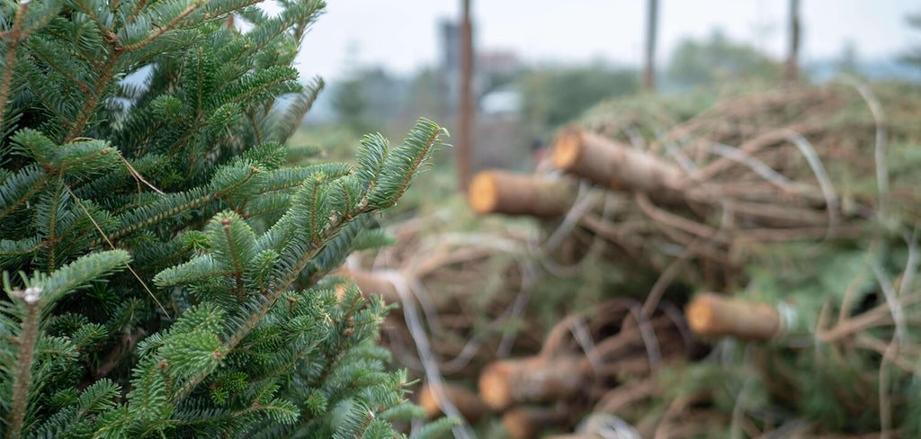 Christmas Tree Fresh Cut