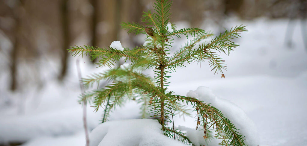 Christmas Tree Sprout